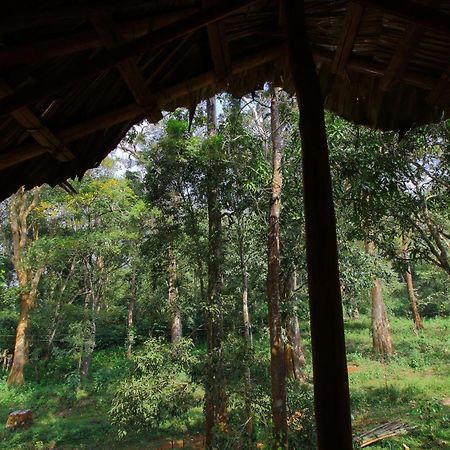Tall Trees - Modern Forest Villa In Wayanad Sultan Bathery Exterior photo
