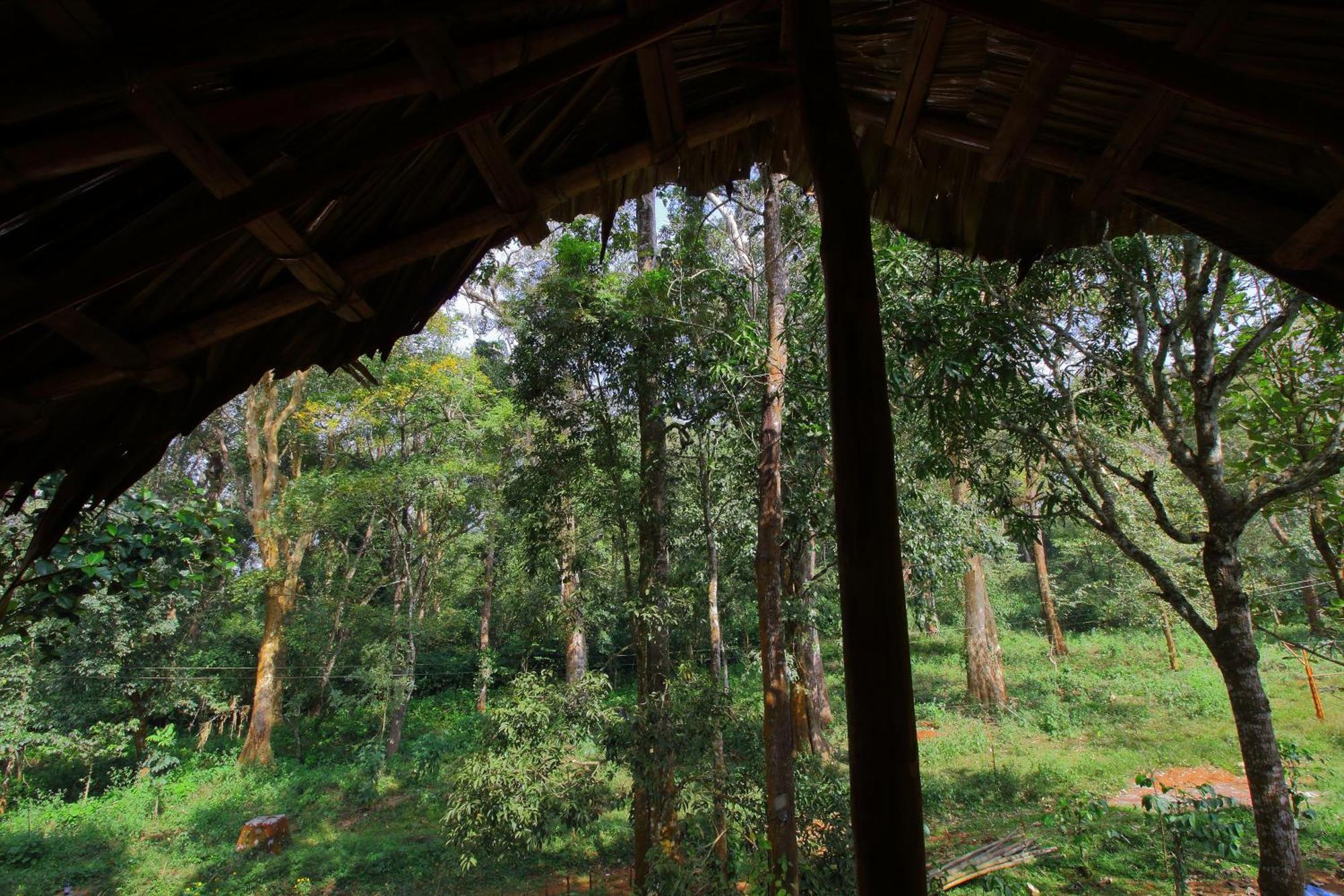 Tall Trees - Modern Forest Villa In Wayanad Sultan Bathery Exterior photo